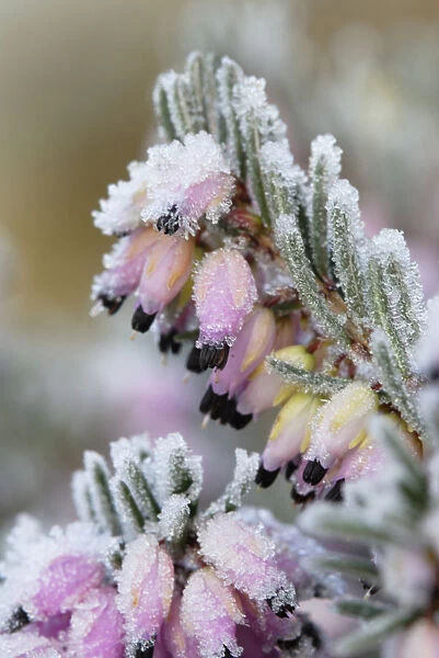 SK_0236. Erica carnea. Heather  /  Winter heath  /  Spring heath  /  Bell heather. Pink subject