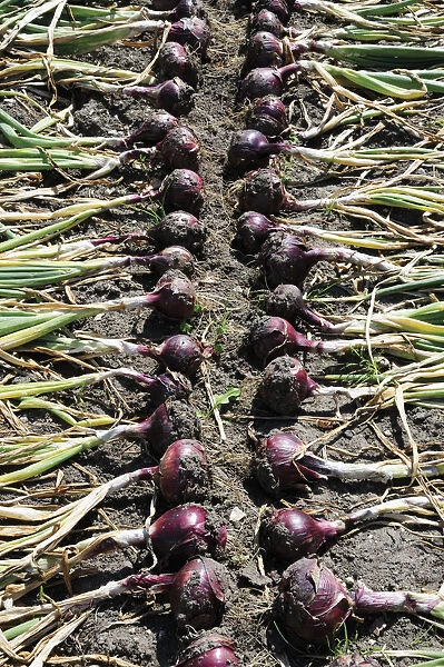 SK_0560. Allium cepa. Onion - Red onion. Red subject. Brown b / g