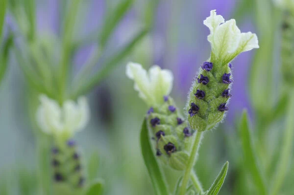 SK_0762. Lavandula stoechas Pretty Polly. Lavender - French lavender. White subject