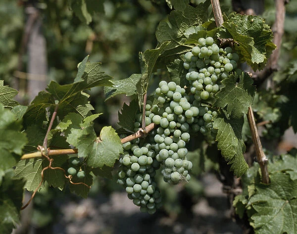 vitis vinifera, grapevine