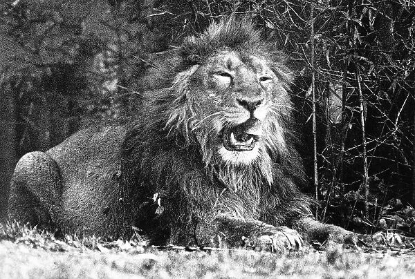 Animals Lions January 1993