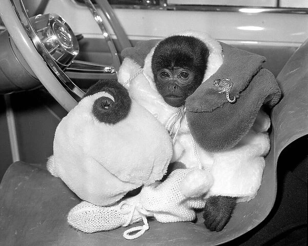 Animals Monkeys January 1959 Jo-Jo the South American is a lucky monkey