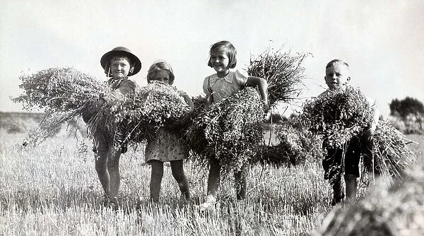 Evacuee children help the farmer bring in the harvest as the Battle of Britain takes