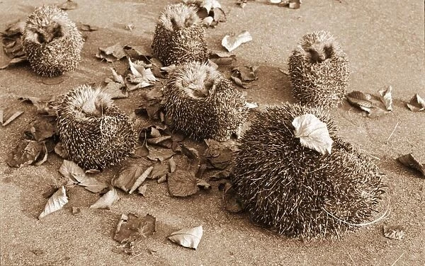 A family of Hedgehogs roll into balls to keep the chill north wind out