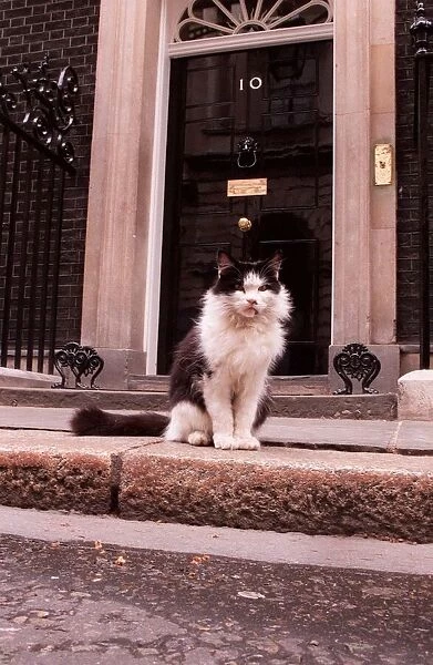 Humphrey the Downing Street cat sitting outside number 10