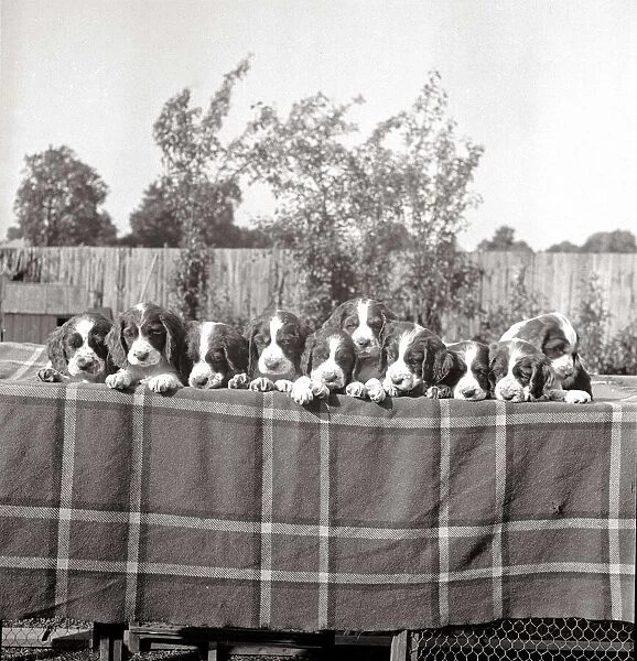 A line of springer spaniel puppies on a table circa 1950s dog dogs animals pet