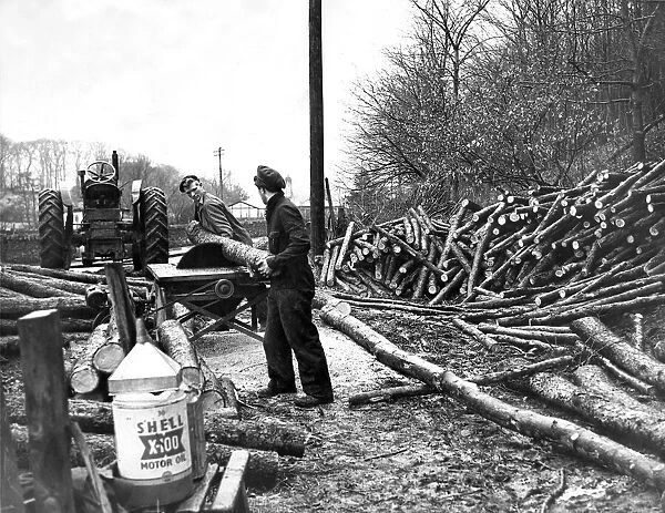 Lumberjacks using a mechanical saw to cut through the lumber in 1954