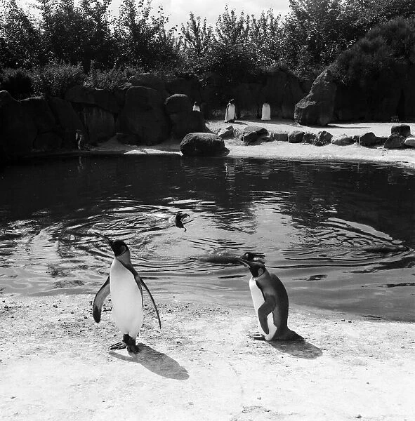Penguins at Edinburgh Zoo, Scotland. 22nd August 1954