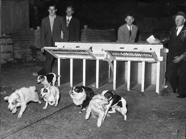 The pets dog race. Dogs being released from the traps at the start of a race