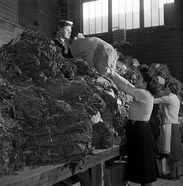 Women curing tobacco at the British Pioneer Tobacco Growers Association at Cookham