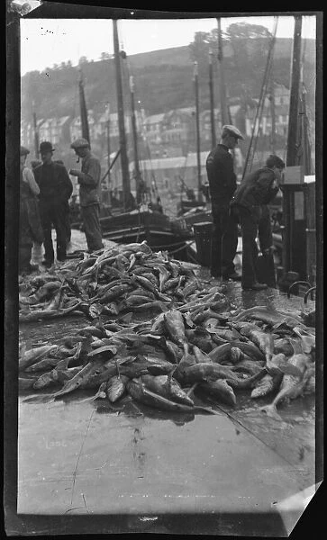 Dogfish at East Looe Fish Market