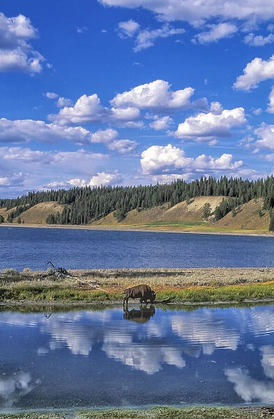 Bison at Yellowstone Lake