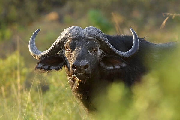 Buffalo. African Buffalo (Syncerus caffer), Bwabwata National Park