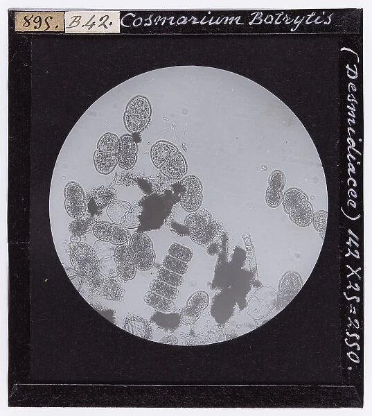 Cosmarium Botrytis, belonging to the Desmidiacea class, enlarged under a microscope