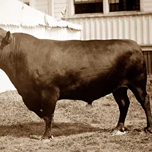 Aberdeen Angus bull - Victorian period