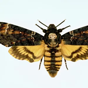 Acherontia atropos, death s-head hawk-moth