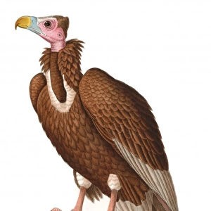 Aegypius monachus, cinereous vulture