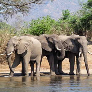African Elephants - drinking