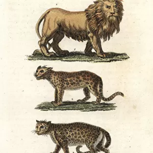 African lion, panther or leopard
