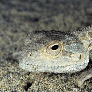 Agama / Agamid Lizard - sand dunes of Karakum desert