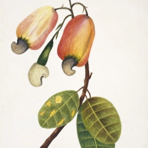 Anacardium occidentale, cashew apple