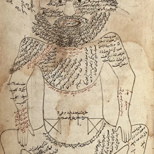 Anatomy of the Human Body. Persian manuscript (16th