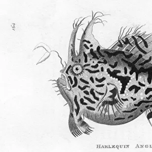 Angler Fish / Harlequin