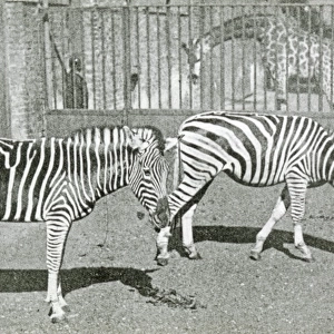 Animals at a French Zoo - Zebras