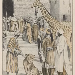 Animals / Giraffes