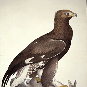 Aquila chrysaetos, golden eagle