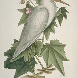 Ardea alba, great egret