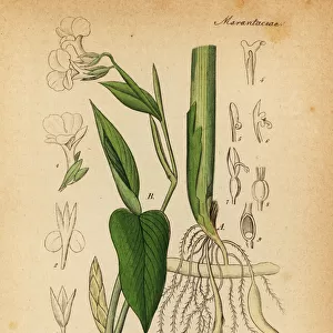 Arrowroot, Maranta arundinacea