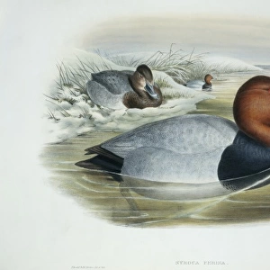 Aythya ferina, common pochard