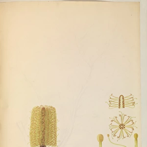Banksia sp