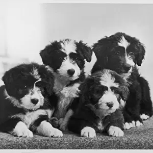 BEARDED COLLIE / PUPPIES