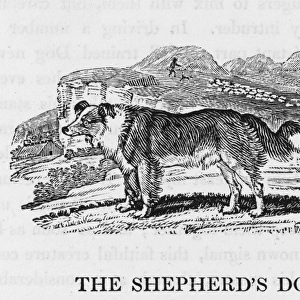 Bewick Shepherds Dog