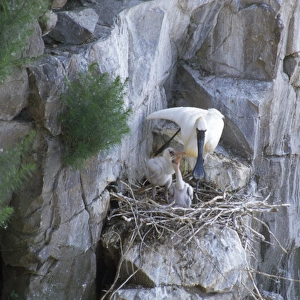 Black-faced Spoonbill - adult at nest with young