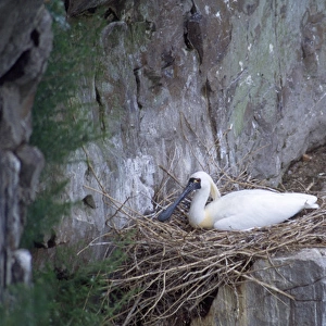 Black-faced Spoonbill - adults on nest