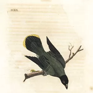 Black-headed bulbul, Pycnonotus atriceps