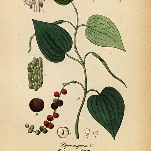 Black pepper, Piper nigrum