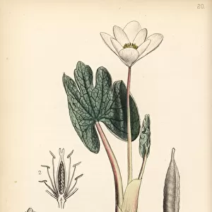 Bloodroot or puccoon, Sanguinaria canadensis