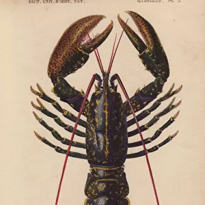 Blue lobster, Homarus vulgaris