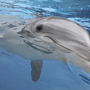 Bottlenose Dolphin - appearing just above surface