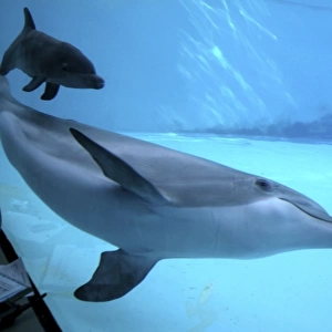 Bottlenose Dolphin - Research of birth and Newborn