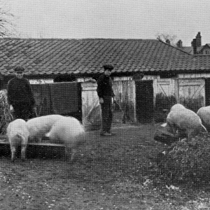 Boys tending pigs, NIPRCC East Harling, Norfolk