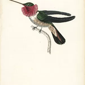 Broad-tailed hummingbird, Selasphorus platycercus