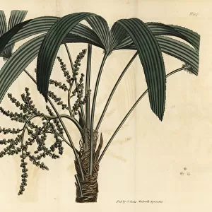 Broadleaf lady palm, Rhapis excelsa