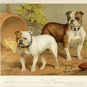 Two Bull Dogs C1890