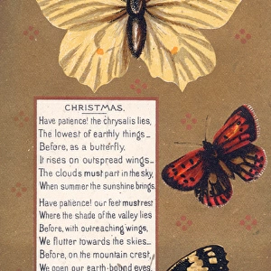 Three butterflies on a Christmas card