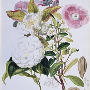 Camellia sp. camellia